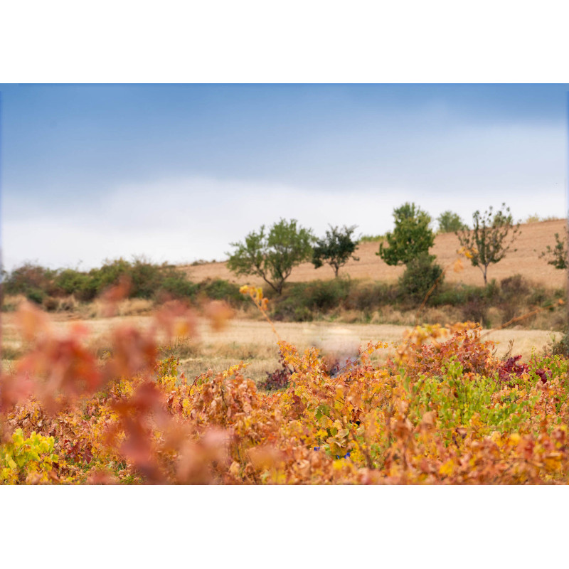 Palacio de Lerma | Un paseo entre viñedos