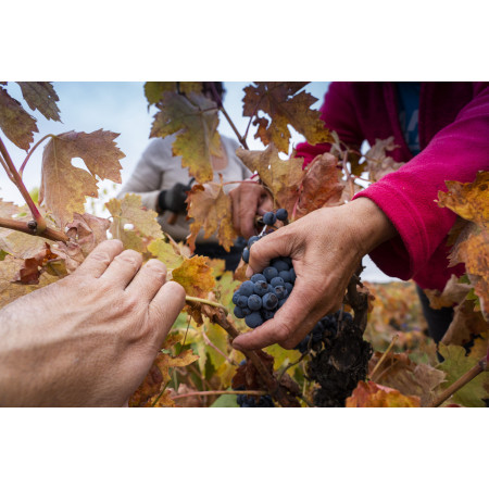 Palacio de Lerma | Visita y cata PREMIUM