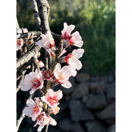 Almendra ecológica al natural